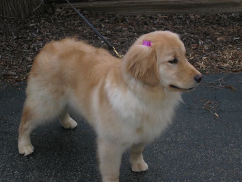 Top golden retriever breeders in hot sale the midwest