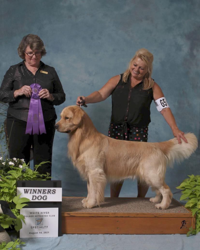 Top golden retriever breeders in hot sale the midwest