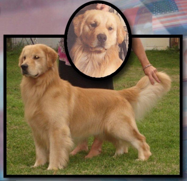 Midwest Golden Retriever Breeder Resource